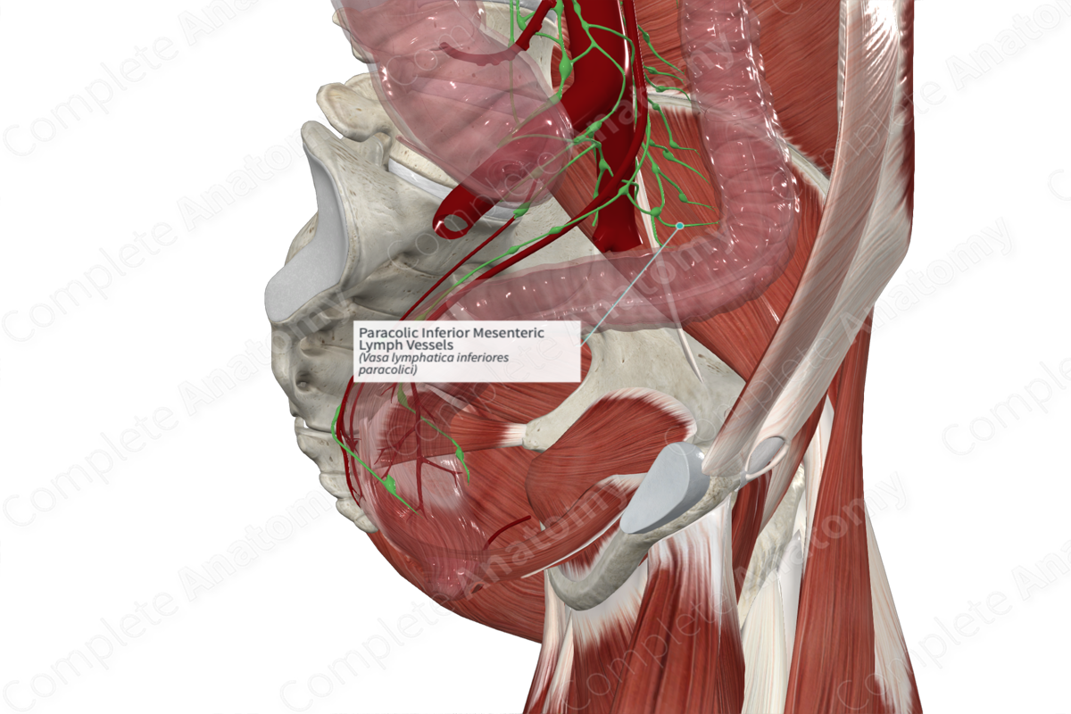 Paracolic Inferior Mesenteric Lymph Vessels