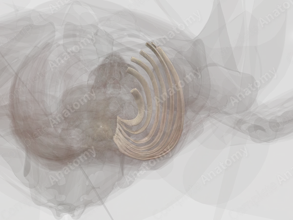 True Ribs (Left)