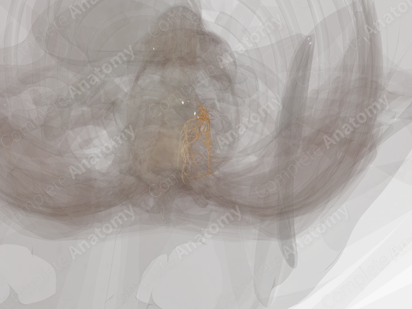 Posterior Rami of Cervical Nerves (Left)