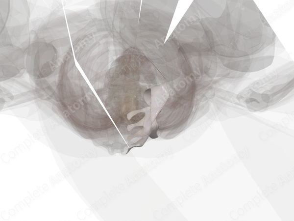 Sacroiliac Joint (Left)