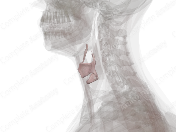 Laryngeal Cartilages