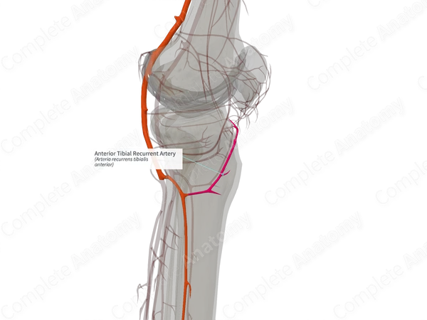 Anterior Tibial Recurrent Artery (Left)