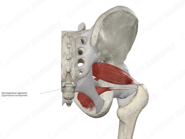 Sacrospinous Ligament 