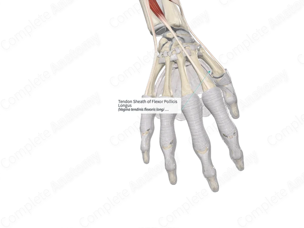 Tendon Sheath of Flexor Pollicis Longus 
