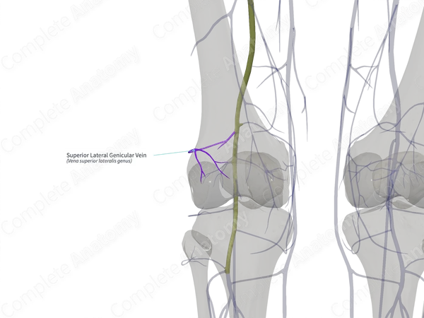 Superior Lateral Genicular Vein (Left)