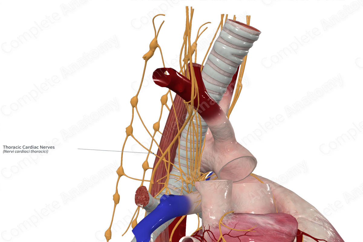 Thoracic Cardiac Nerves 