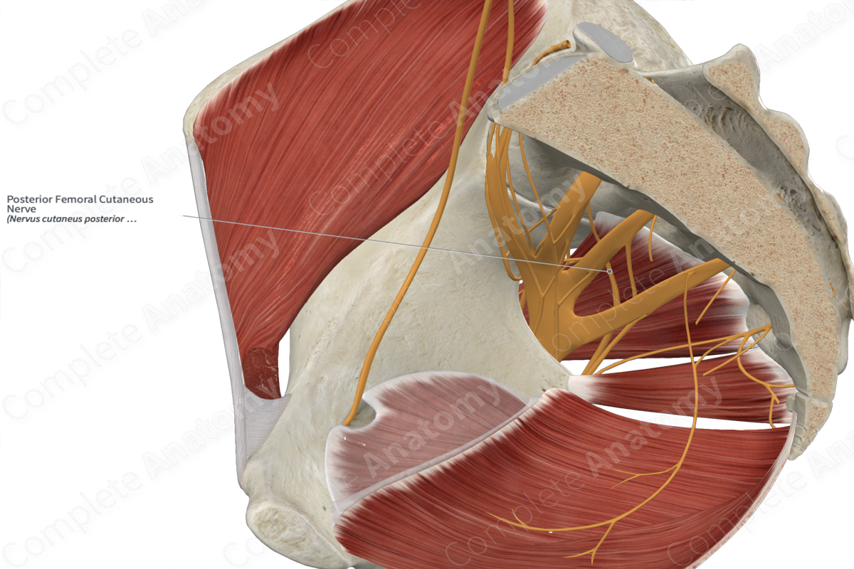 Posterior Femoral Cutaneous Nerve 