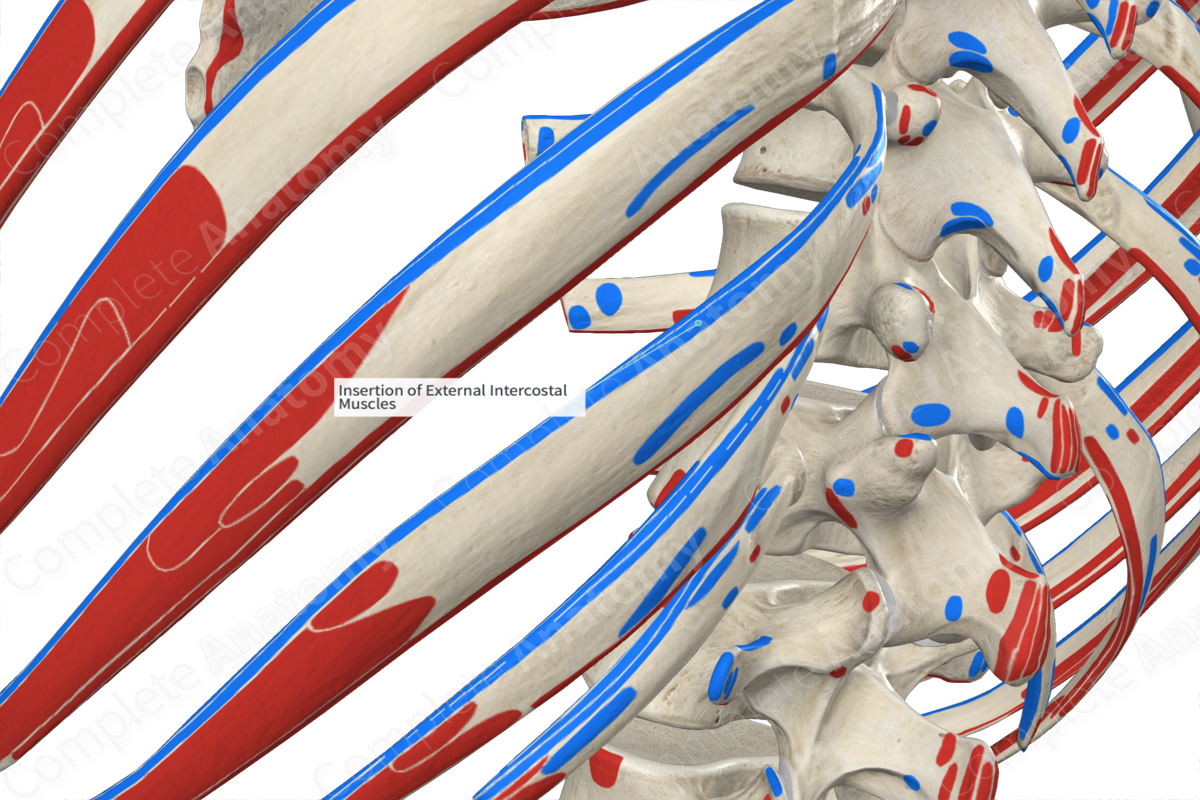 Insertion Of External Intercostal Muscles | Complete Anatomy