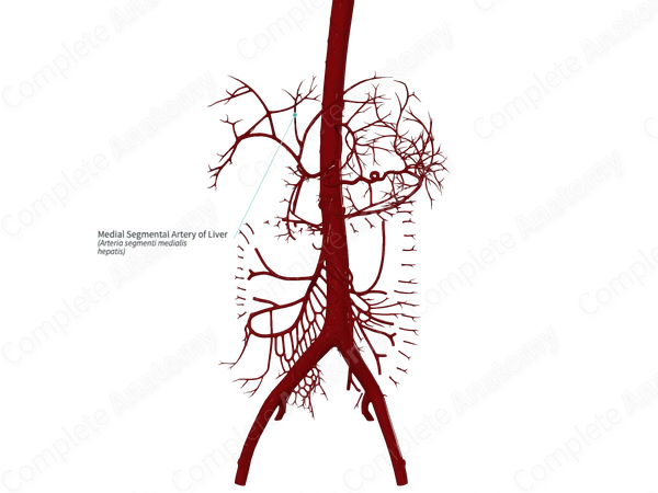Medial Segmental Artery of Liver