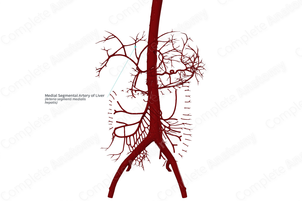 Medial Segmental Artery of Liver