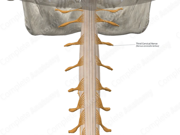 Third Cervical Nerve 