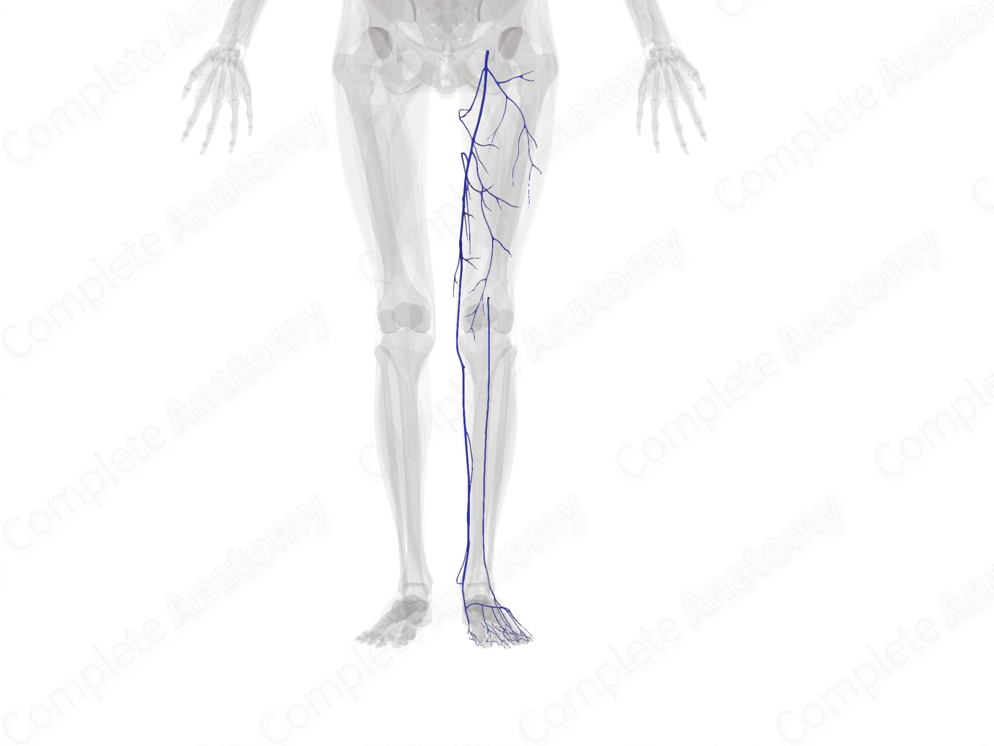 superficial-veins-of-lower-limb-left-complete-anatomy