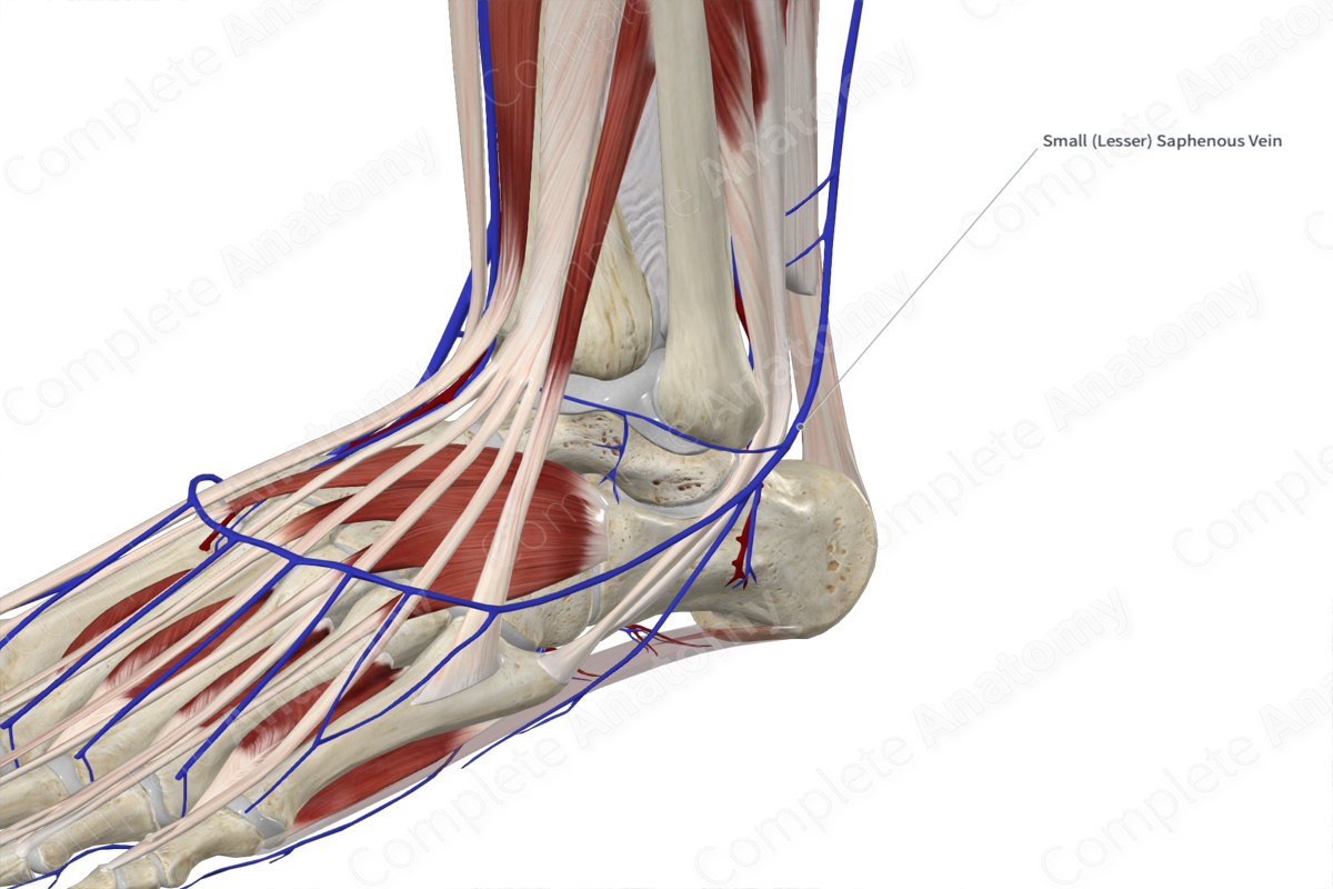 Small Saphenous Vein Complete Anatomy Small Saphenous Vein Complete Anatomy