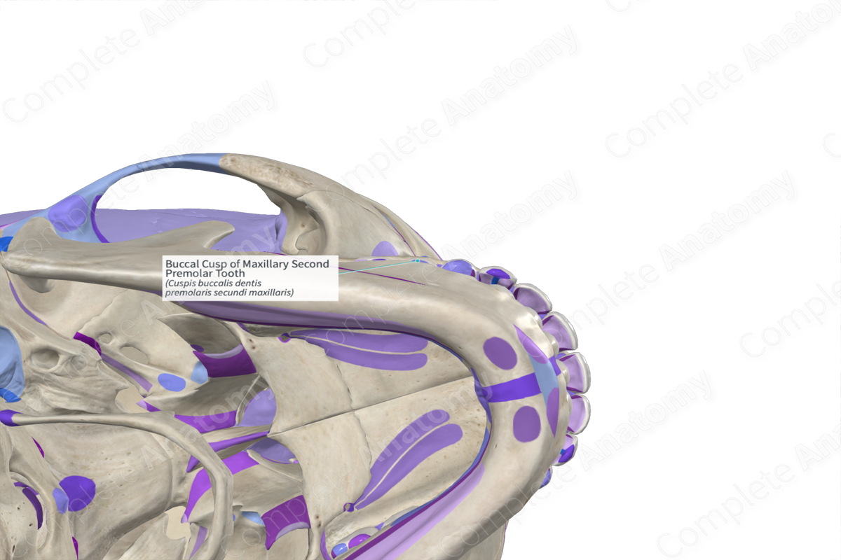 Buccal Cusp of Maxillary Second Premolar Tooth | Complete Anatomy