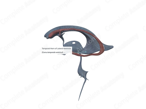Temporal Horn of Lateral Ventricle