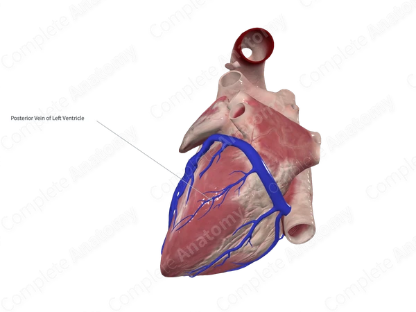 Inferior Vein of Left Ventricle