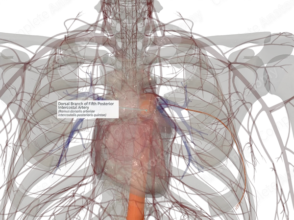 Dorsal Branch of Fifth Posterior Intercostal Artery (Left)