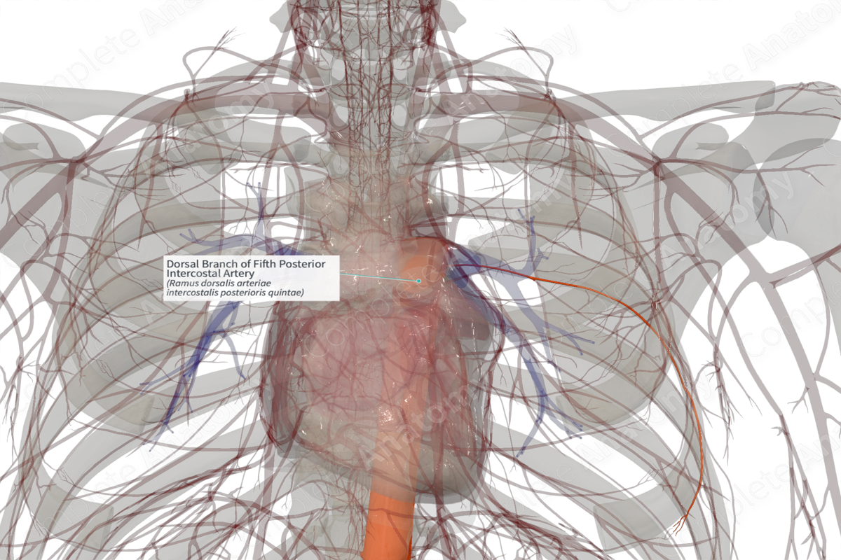 Dorsal Branch of Fifth Posterior Intercostal Artery (Left)