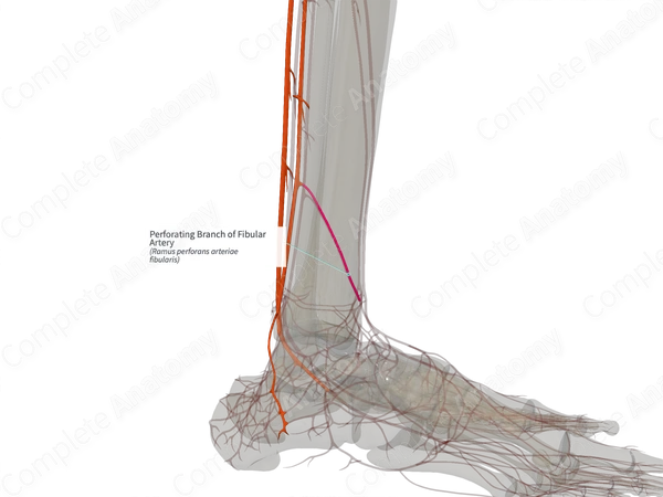 Perforating Branch of Fibular Artery (Left)