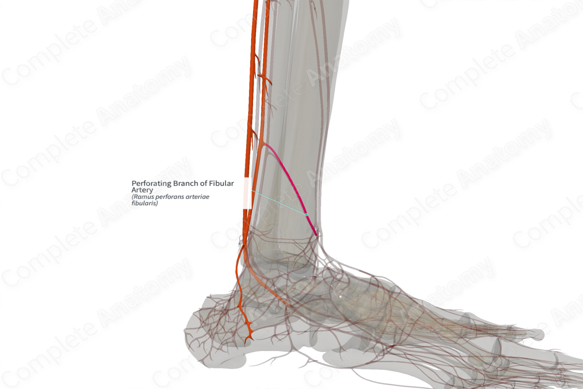 Perforating Branch of Fibular Artery (Left)