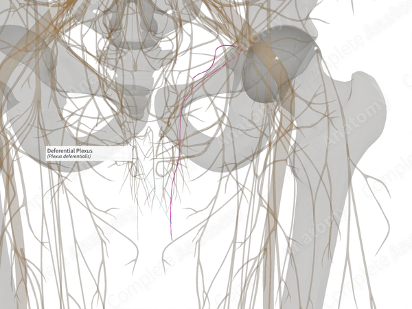 Deferential Plexus (Right)
