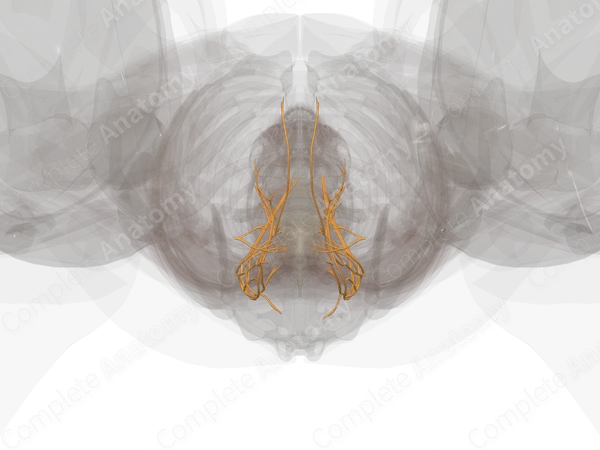 Pelvic Plexuses