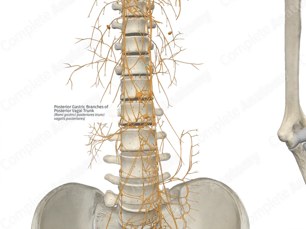 Posterior Gastric Branches of Posterior Vagal Trunk