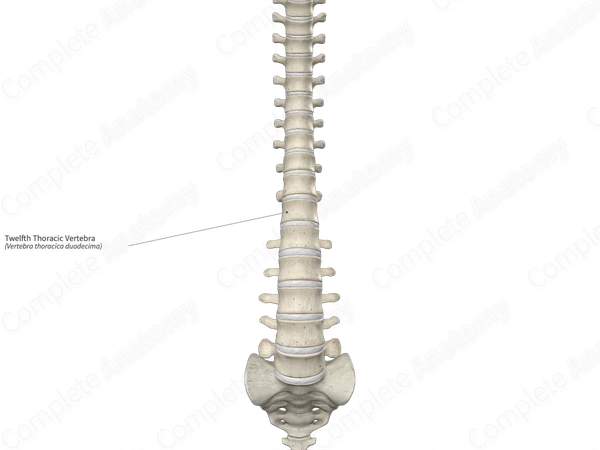 Twelfth Thoracic Vertebra