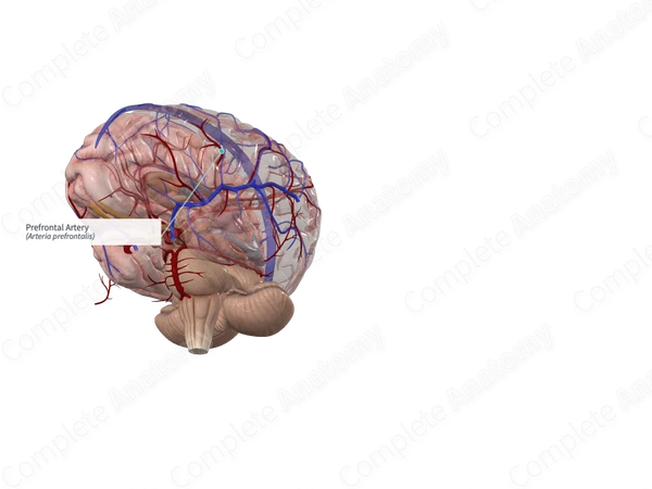 Prefrontal Artery 