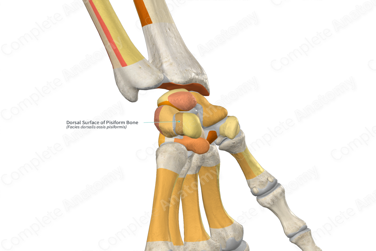 Dorsal Surface of Pisiform Bone