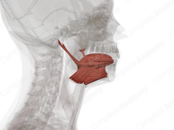 Muscles of Tongue