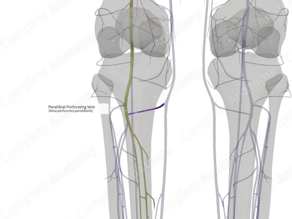 Paratibial Perforating Vein (Left)