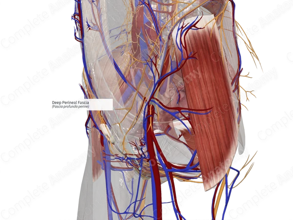 Deep Perineal Fascia