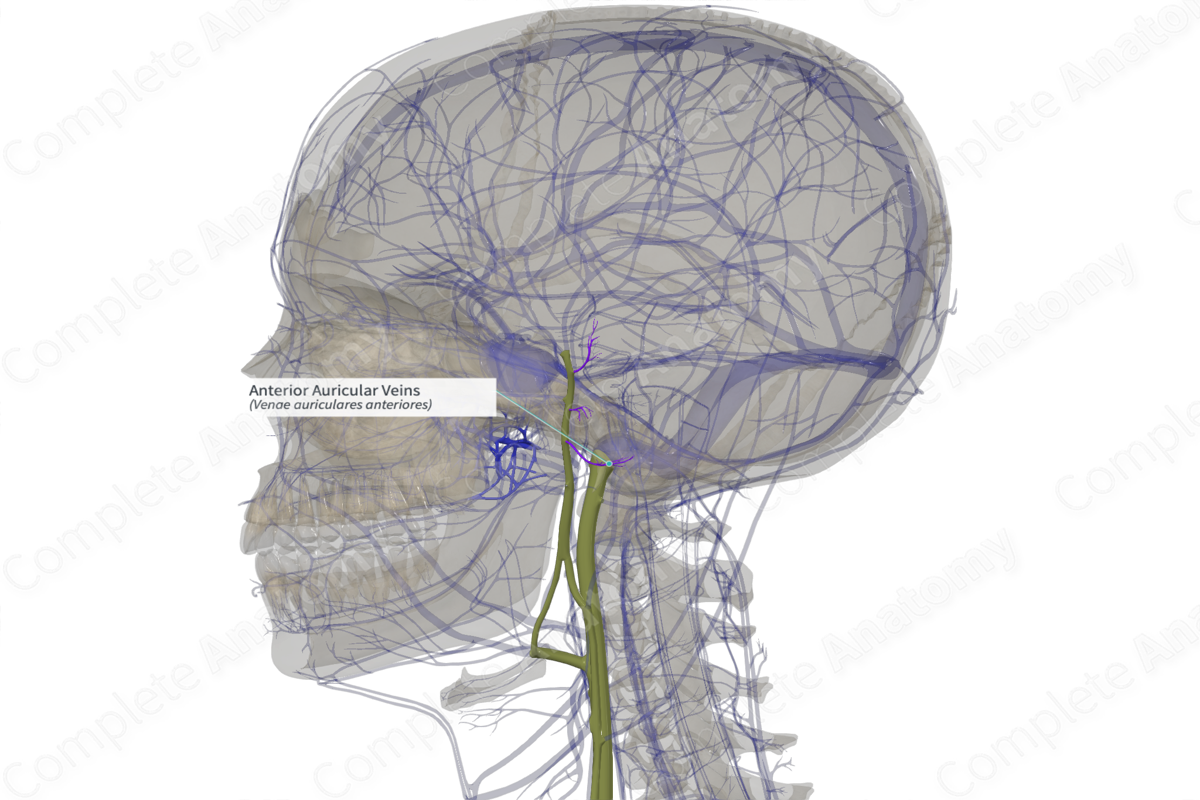 Anterior Auricular Veins (Left)