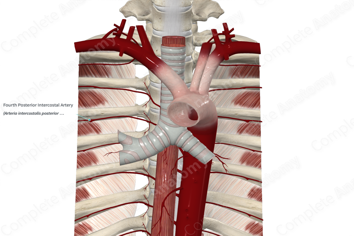 Fourth Posterior Intercostal Artery 