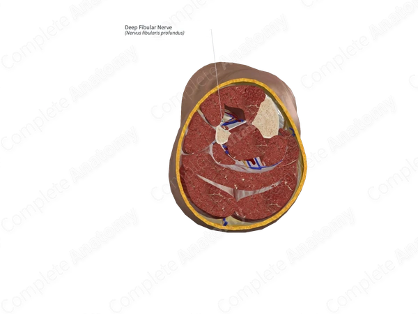 Deep Fibular Nerve 