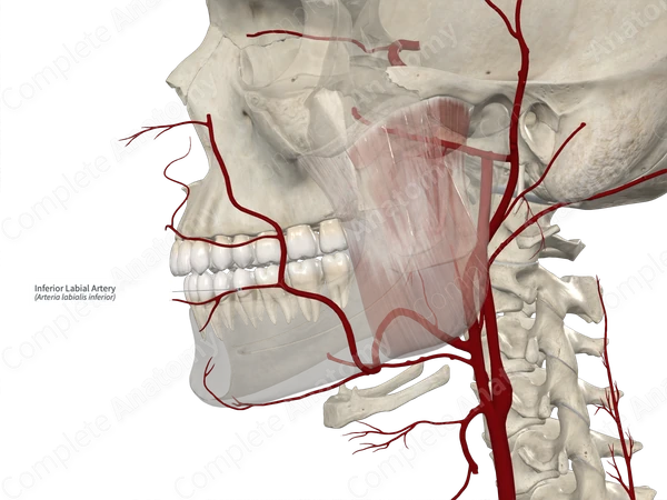 Inferior Labial Artery 