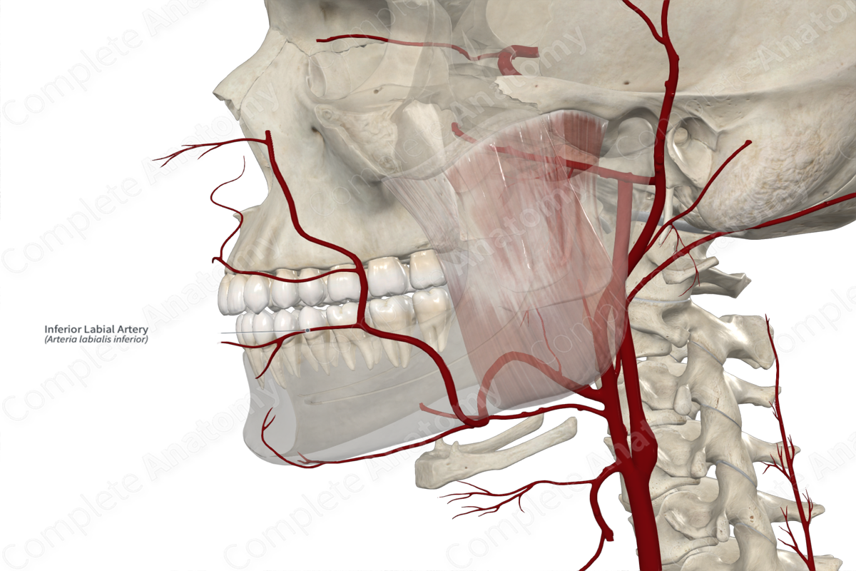 Inferior Labial Artery 