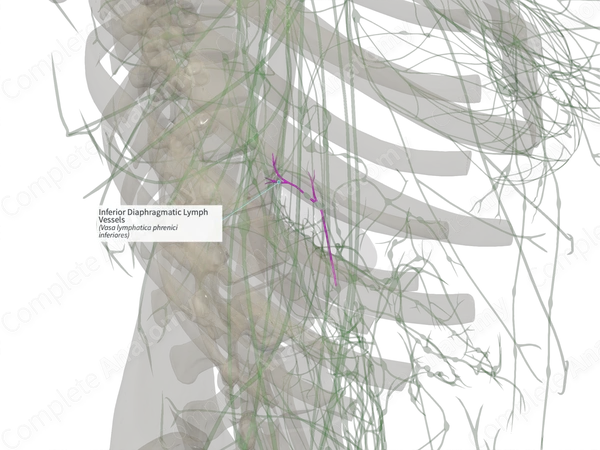 Inferior Diaphragmatic Lymph Vessels (Right)