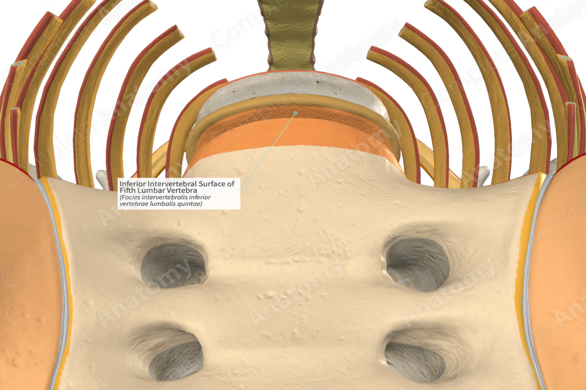 Inferior Intervertebral Surface of Fifth Lumbar Vertebra