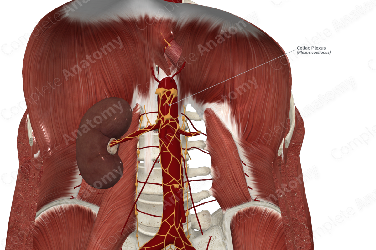 Celiac Plexus | Complete Anatomy