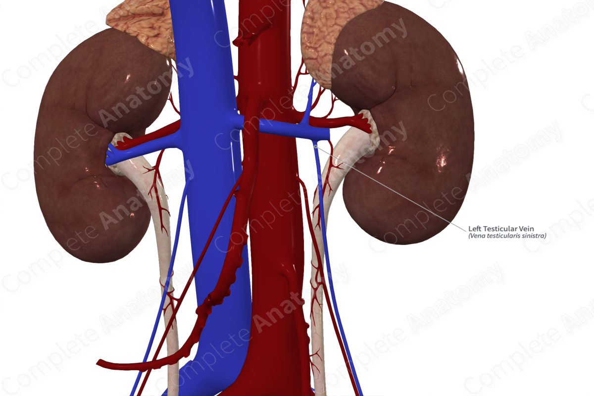 Left Testicular Vein Complete Anatomy