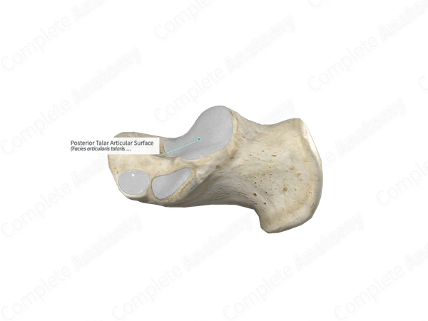 Posterior Talar Articular Surface 
