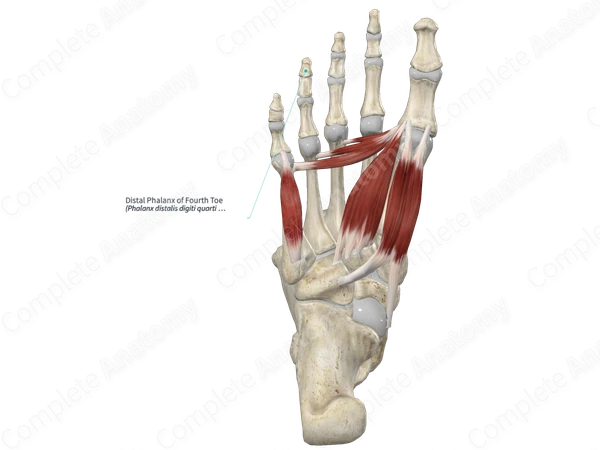 Distal Phalanx of Fourth Toe 