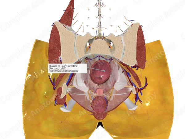 Mucosa of Large Intestine (Rectum; Left)