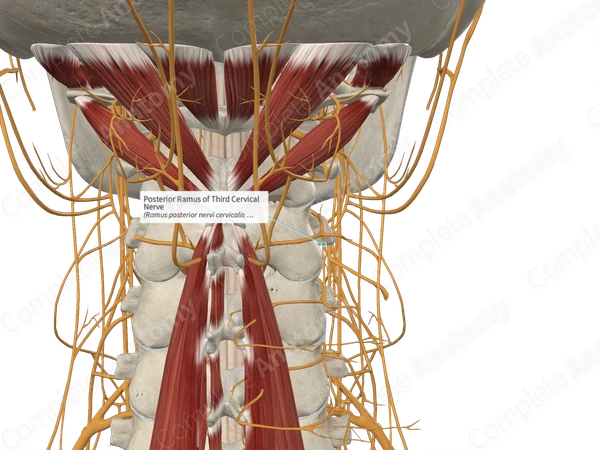 Posterior Ramus of Third Cervical Nerve