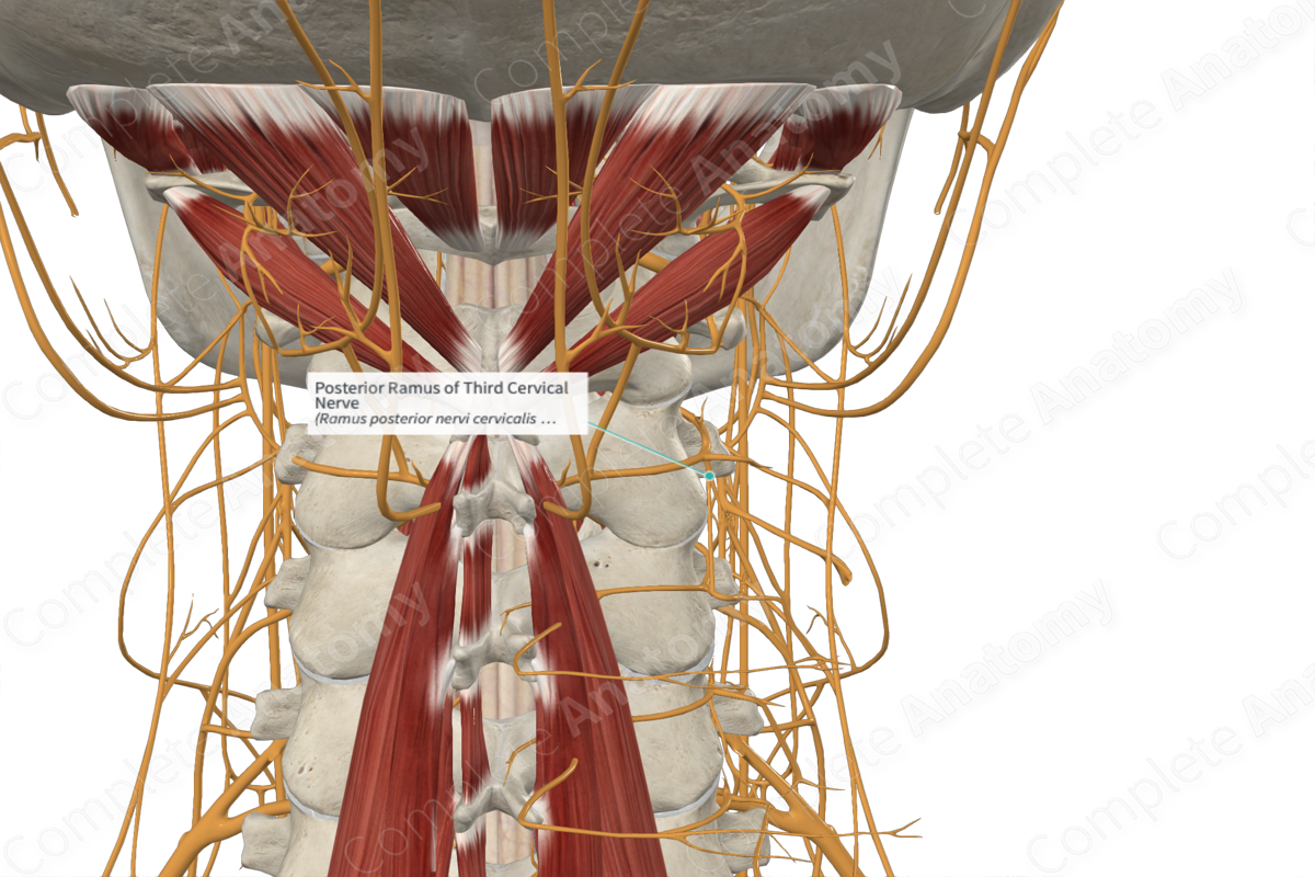 Posterior Ramus of Third Cervical Nerve 