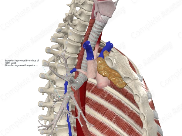 Superior Segmental Bronchus of Right Lung
