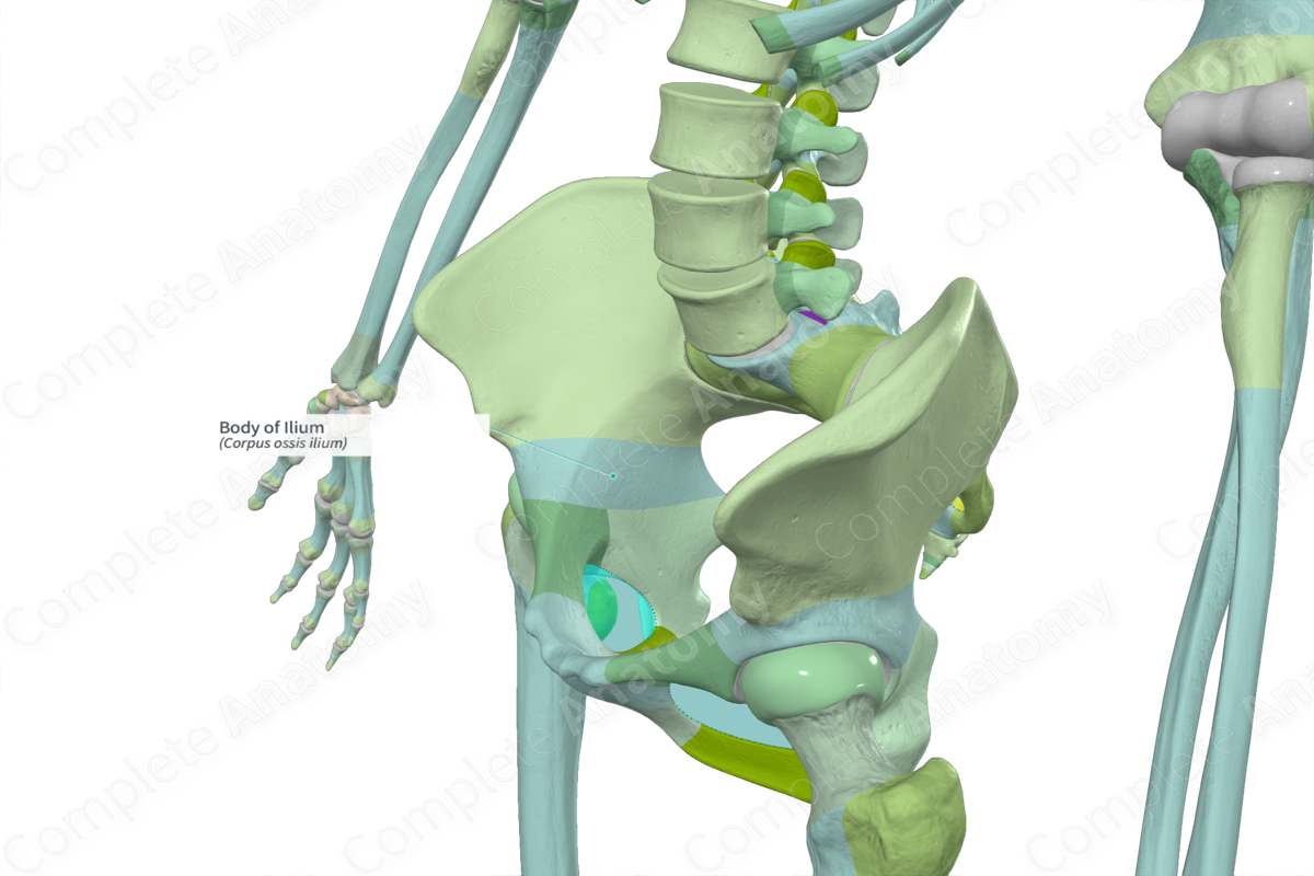 Body Of Ilium | Complete Anatomy