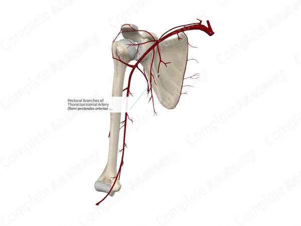 Pectoral Branches of Thoracoacromial Artery